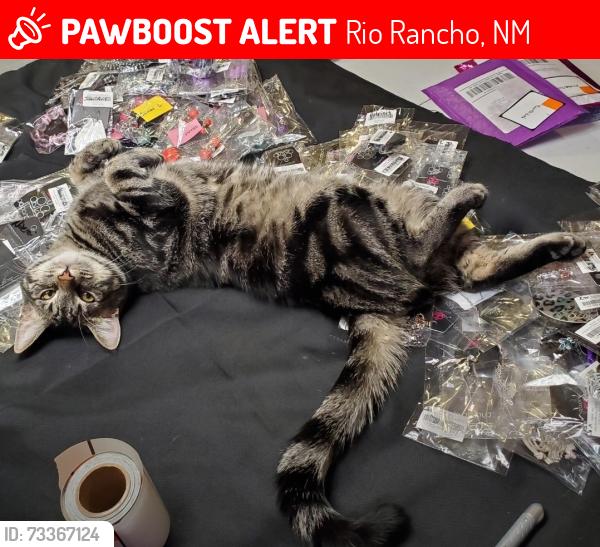 Lost Male Cat last seen King and Meadows, Rio Rancho, NM 87144