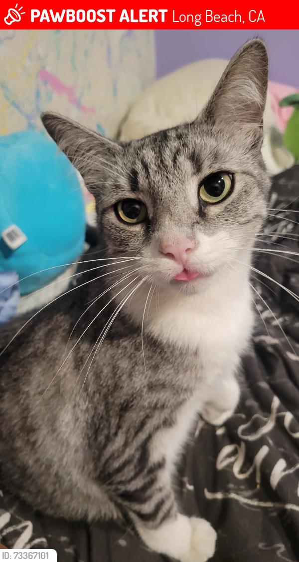 Lost Female Cat last seen Palos Verdes & Willow, Long Beach, CA 90815