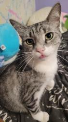 Lost Female Cat last seen Palos Verdes & Willow, Long Beach, CA 90815