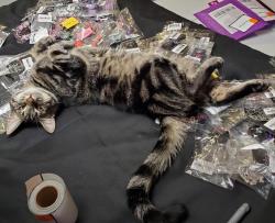 Lost Male Cat last seen King and Meadows, Rio Rancho, NM 87144