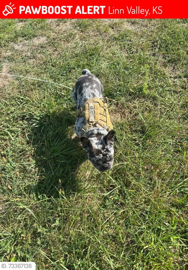 Lost Male Dog last seen Linn valley lakes, Linn Valley, KS 66040