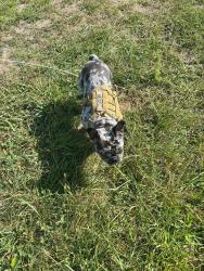 Lost Male Dog last seen Linn valley lakes, Linn Valley, KS 66040