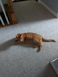 Reunited Male Cat last seen Detar rd, Gilbertsville, PA 19525