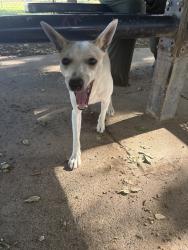 Found/Stray Male Dog last seen Bell and Cottage, Sacramento, CA 95825