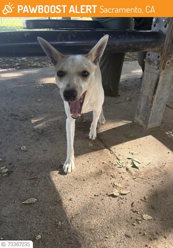 Found/Stray Male Dog last seen Bell and Cottage, Sacramento, CA 95825