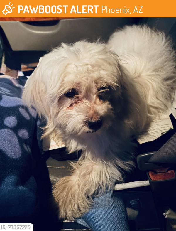 Found/Stray Female Dog last seen Hermoso Park, Phoenix, AZ 85040