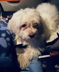 Found/Stray Female Dog last seen Hermoso Park, Phoenix, AZ 85040