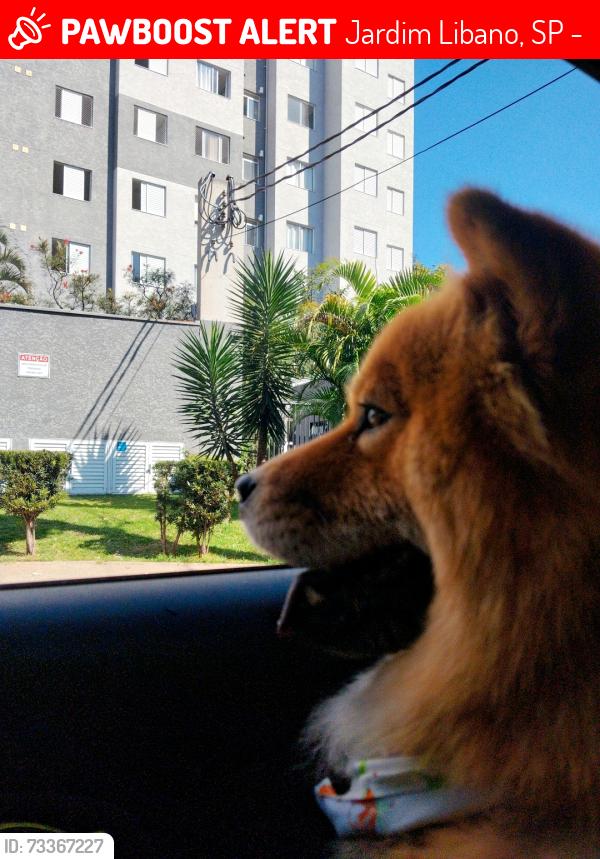 Lost Female Dog last seen jardim líbano, Jardim Libano, SP 05138-000