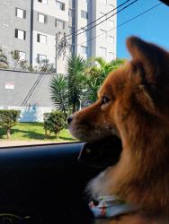 Lost Female Dog last seen jardim líbano, Jardim Libano, SP 05138-000