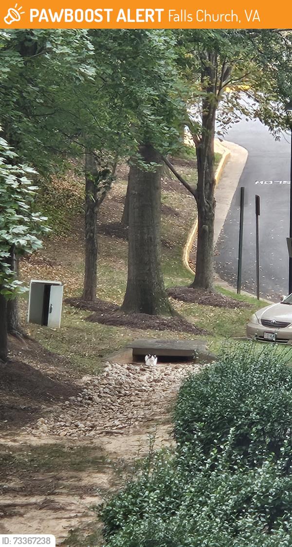 Found/Stray Unknown Cat last seen Near Falls Reach DR, Falls Church, VA 22043