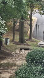 Found/Stray Unknown Cat last seen Near Falls Reach DR, Falls Church, VA 22043