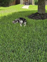 Found/Stray Unknown Dog last seen Magnolia ridge Blvd, Magnolia, TX 77354