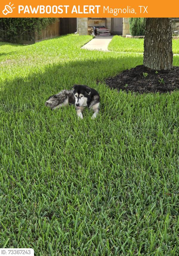 Found/Stray Unknown Dog last seen Magnolia ridge Blvd, Magnolia, TX 77354