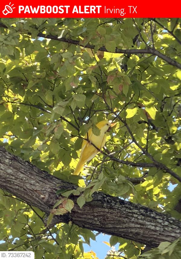 Lost Unknown Bird last seen Sandra dr, schulze dr MacArthur blvd, Irving, TX 75060
