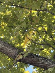 Lost Unknown Bird last seen Sandra dr, schulze dr MacArthur blvd, Irving, TX 75060
