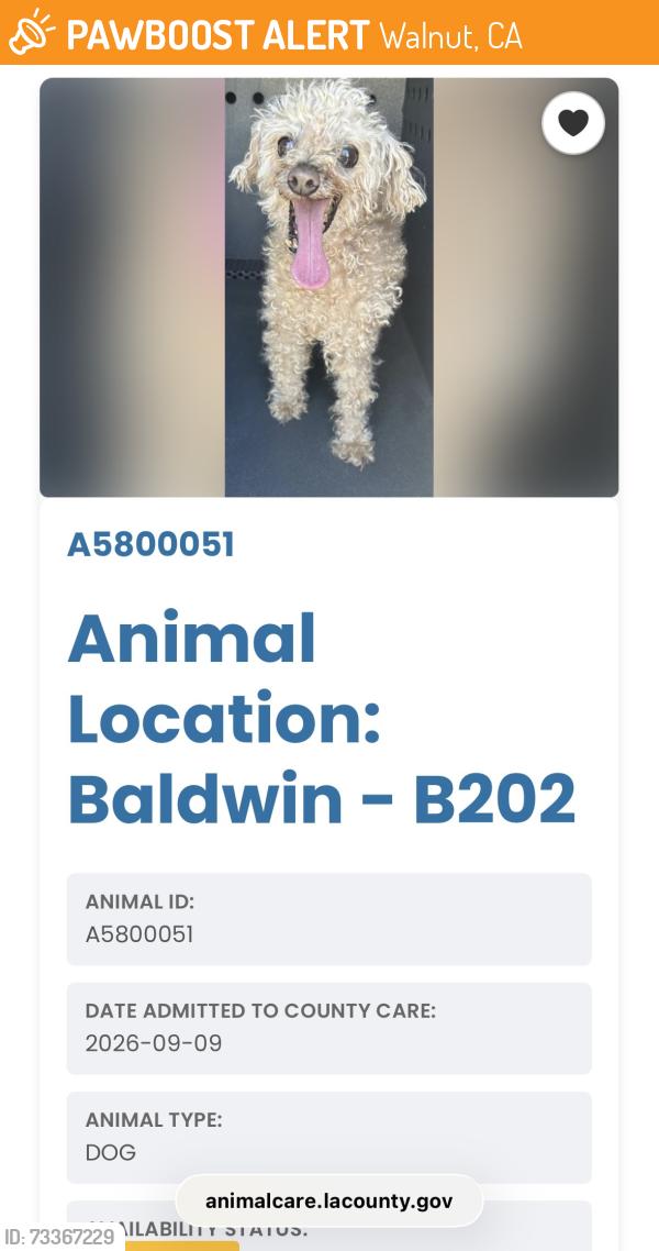 Found/Stray Male Dog last seen La Puente and Bronco in Walnut, CA, Walnut, CA 91789