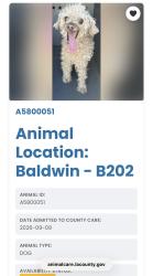 Found/Stray Male Dog last seen La Puente and Bronco in Walnut, CA, Walnut, CA 91789