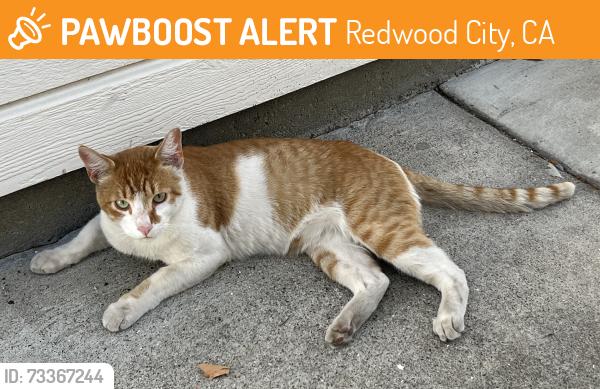 Found/Stray Male Cat last seen Cypress Street, Redwood City, CA 94062