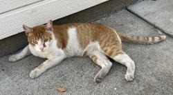Found/Stray Male Cat last seen Cypress Street, Redwood City, CA 94062