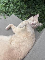 Lost Male Cat last seen Allisona Church of Christ, College Grove, TN 37046