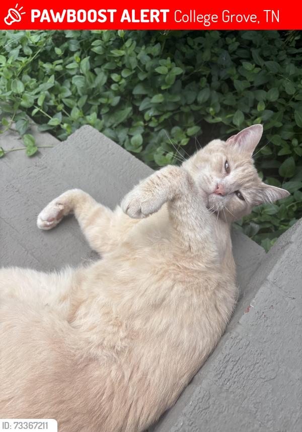Lost Male Cat last seen Allisona Church of Christ, College Grove, TN 37046