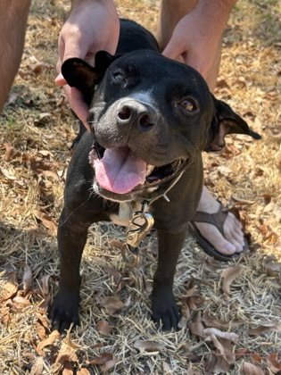 Shelter Stray Female Dog last seen Near BELLA VISTA DR, East District, TX, 355 Hillshire Dr, Haslet, TX 76052, USA
