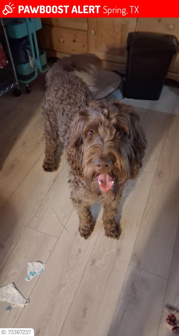 Lost Male Dog last seen Wingfield, Spring, TX 77373