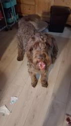 Lost Male Dog last seen Wingfield, Spring, TX 77373