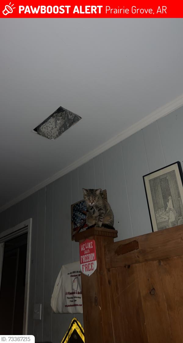 Lost Female Cat last seen Battle field park, Prairie Grove, AR 72753