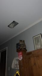 Lost Female Cat last seen Battle field park, Prairie Grove, AR 72753