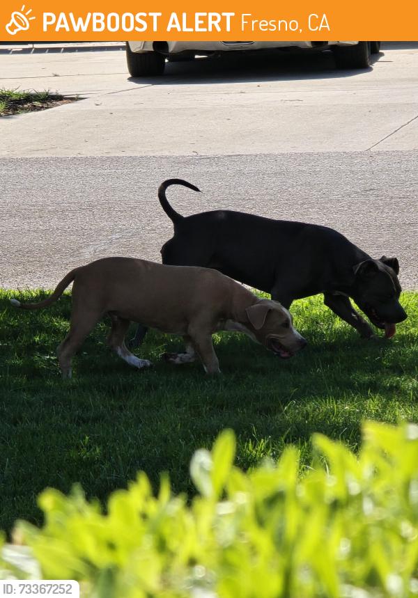 Found/Stray Unknown Dog last seen Fowler and Montecito, Fresno, CA 93727