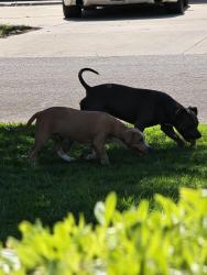 Found/Stray Unknown Dog last seen Fowler and Montecito, Fresno, CA 93727
