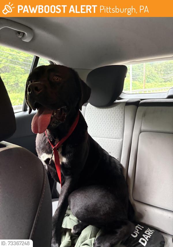 Found/Stray Female Dog last seen was last seen at St Peters Cemetery. We had her in our possession, but she escaped and was last seen near zone 5 police station, Pittsburgh, PA 15206