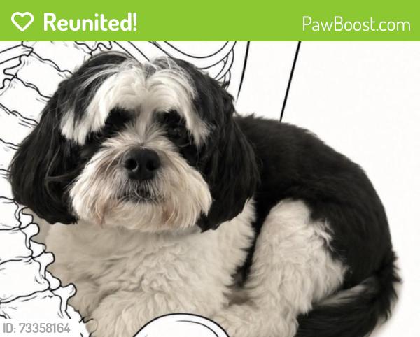 Reunited Female Dog last seen Near sw 6 ave in front of school, Cape Coral, FL 33991
