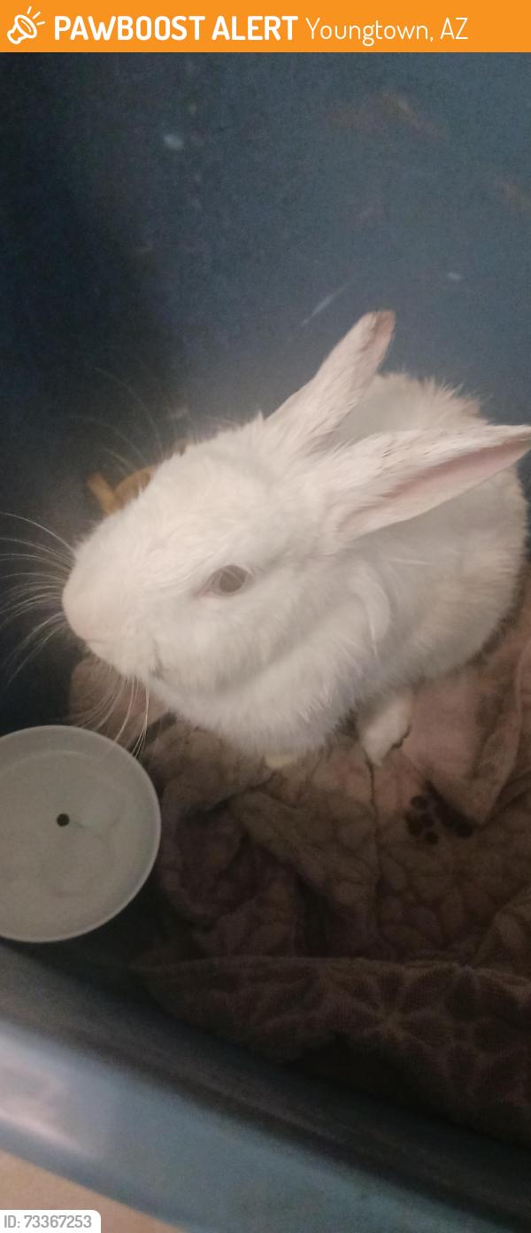 Found/Stray Female Rabbit last seen by the little duck pond in youngtown near a homeowners bush, Youngtown, AZ 85363