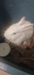 Found/Stray Female Rabbit last seen by the little duck pond in youngtown near a homeowners bush, Youngtown, AZ 85363