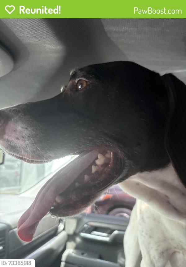Reunited Male Dog last seen Sweetwater Blvd, Sugar Land, TX 77479