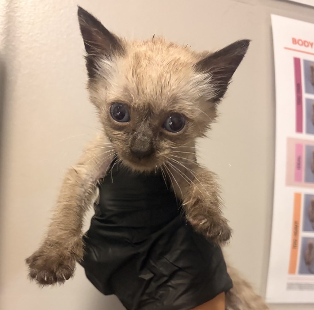 Shelter Stray Male Cat last seen 69th Avenue, OAKLAND, CA, 94621, 8323 Baldwin St, Oakland, CA 94621, USA