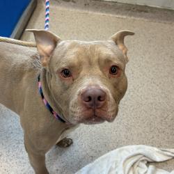 Shelter Stray Male Dog last seen Near E Bergen Avenue, BRONX, NY, 10455, 326 E 110th St, New York, NY 10029, USA