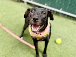 Shelter Stray Female Dog last seen Near W 24th Street, NEW YORK, NY, 10011, 326 E 110th St, New York, NY 10029, USA