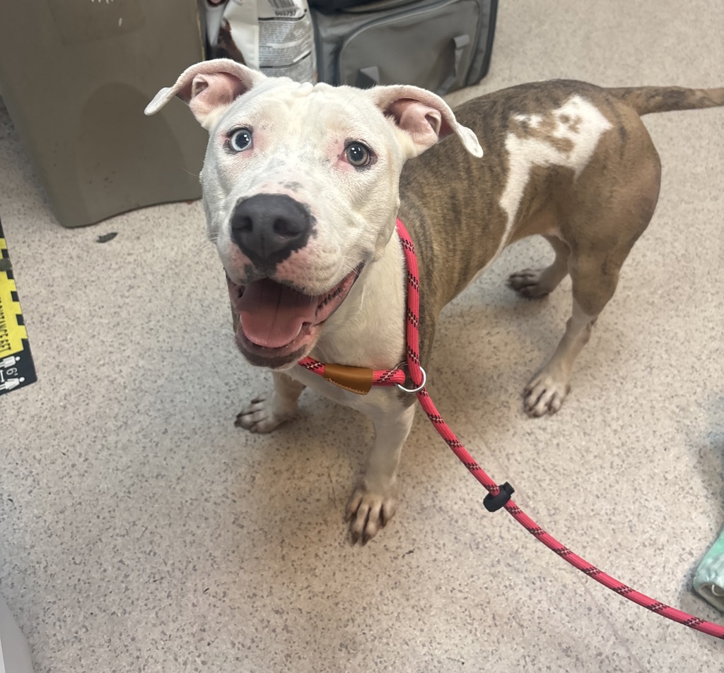 Shelter Stray Female Dog last seen Near Eastchester Road, BRONX, NY, 10461, 326 E 110th St, New York, NY 10029, USA