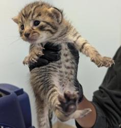 Shelter Stray Female Cat last seen Near 47th Street, San Diego, CA, 92102, 5500 Gaines St, San Diego, CA 92110, USA