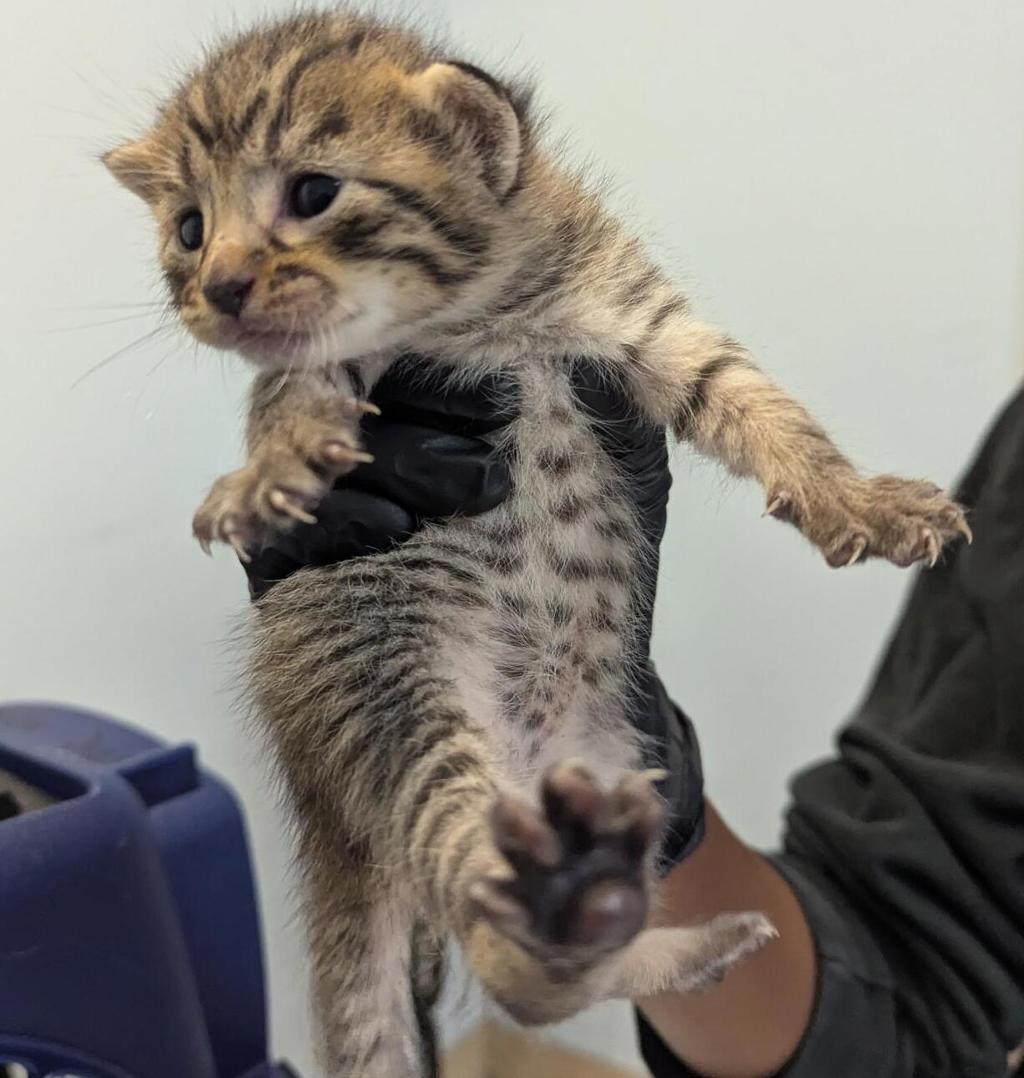 Shelter Stray Female Cat last seen Near 47th Street, San Diego, CA, 92102, 5500 Gaines St, San Diego, CA 92110, USA