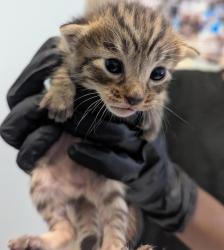 Shelter Stray Male Cat last seen Near 47th Street, San Diego, CA, 92102, 5500 Gaines St, San Diego, CA 92110, USA