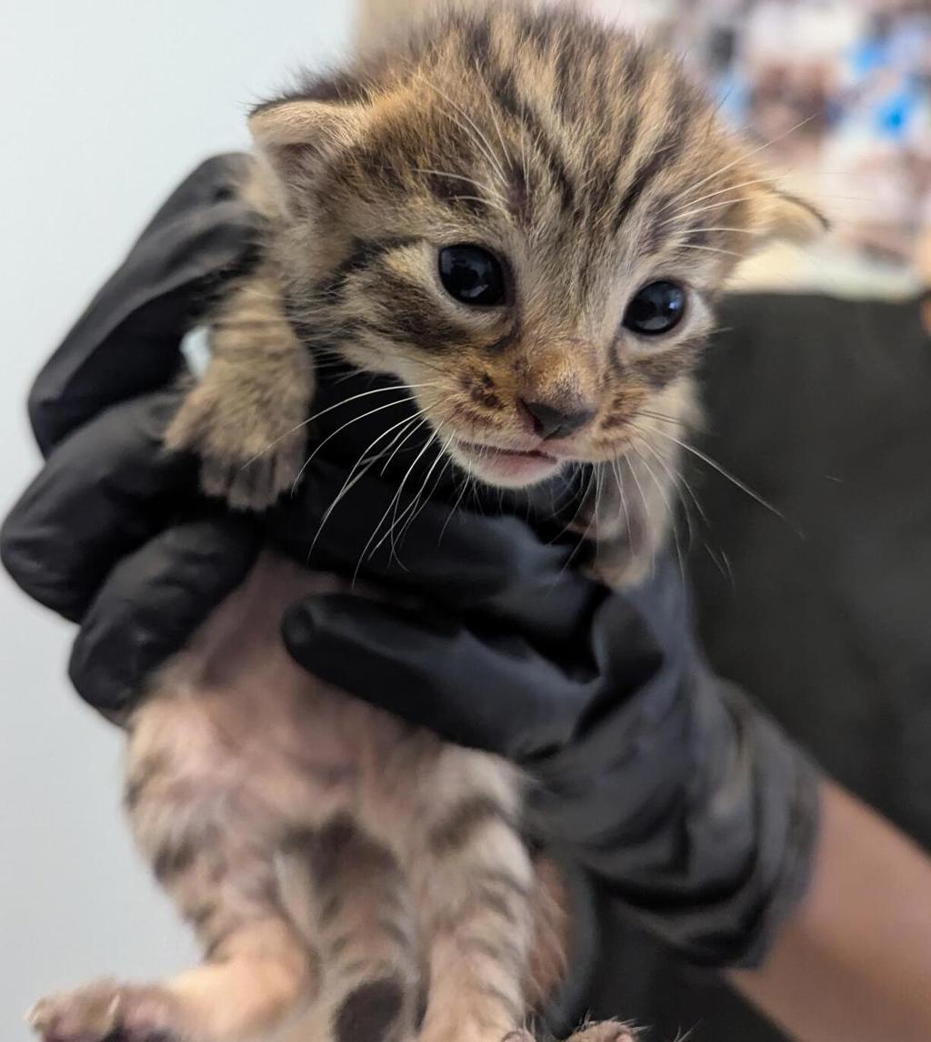Shelter Stray Male Cat last seen Near 47th Street, San Diego, CA, 92102, 5500 Gaines St, San Diego, CA 92110, USA