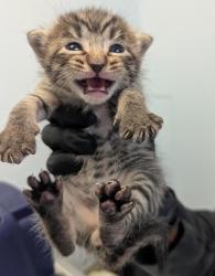 Shelter Stray Male Cat last seen Near 47th Street, San Diego, CA, 92102, 5500 Gaines St, San Diego, CA 92110, USA