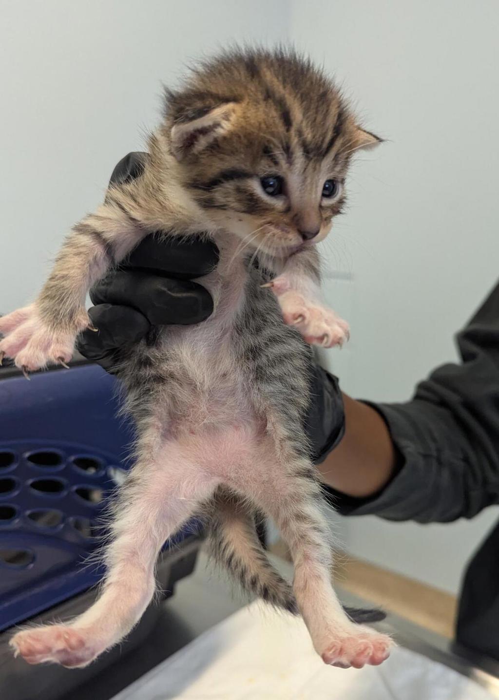 Shelter Stray Female Cat last seen Near 47th Street, San Diego, CA, 92102, 5500 Gaines St, San Diego, CA 92110, USA