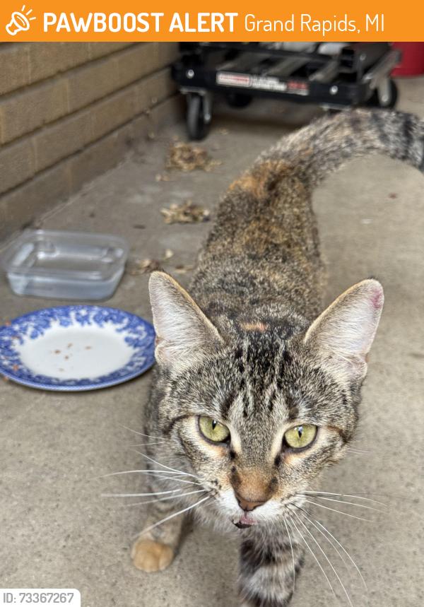 Found/Stray Unknown Cat last seen Garfield & Lake Michigan Drive, Grand Rapids, MI 49504