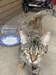 Found/Stray Unknown Cat last seen Garfield & Lake Michigan Drive, Grand Rapids, MI 49504