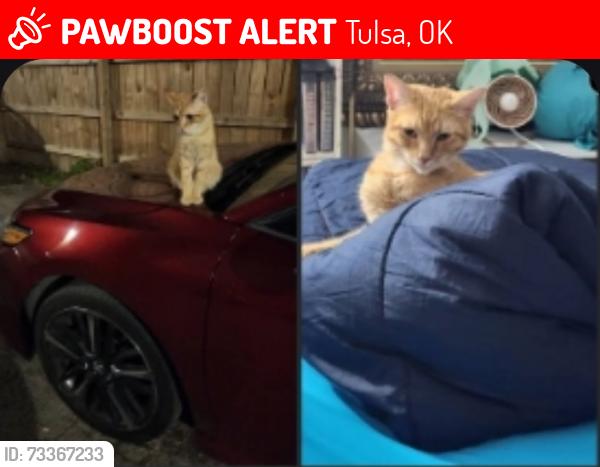 Lost Male Cat last seen Brookside, Tulsa, OK 74105